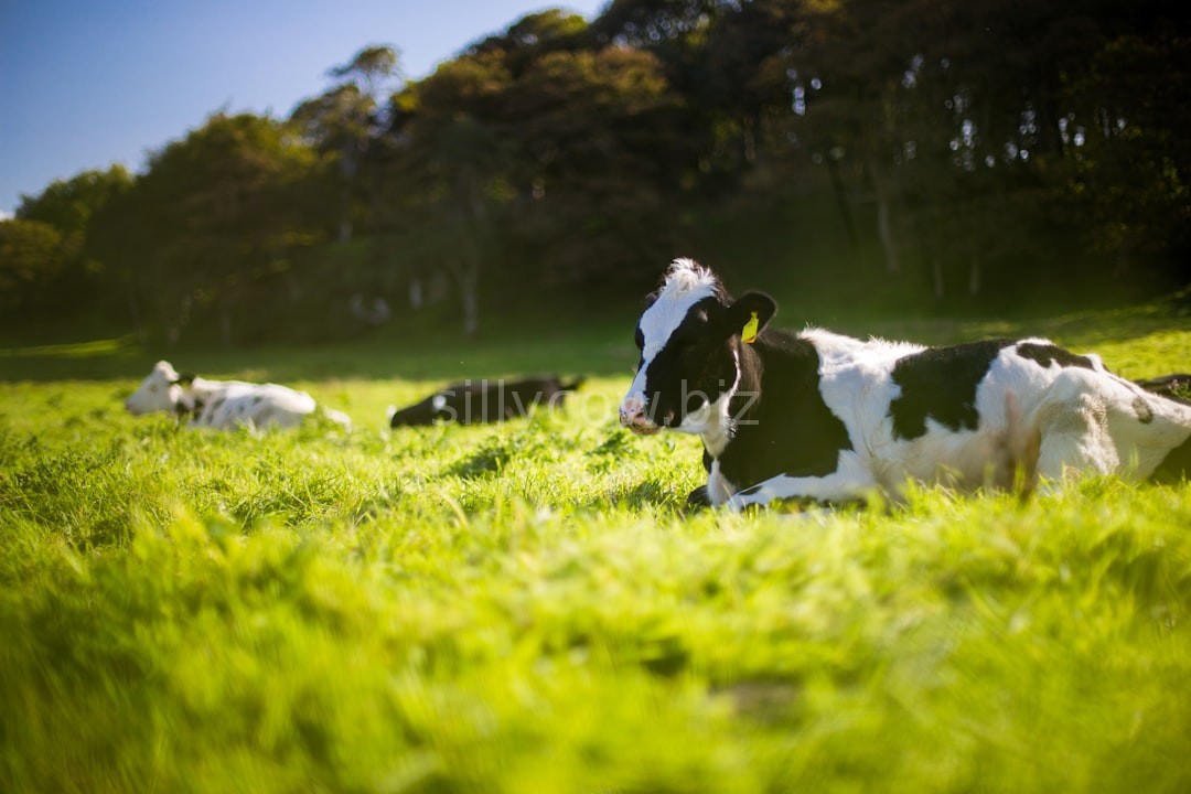Farm Milk